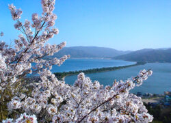 桜景色