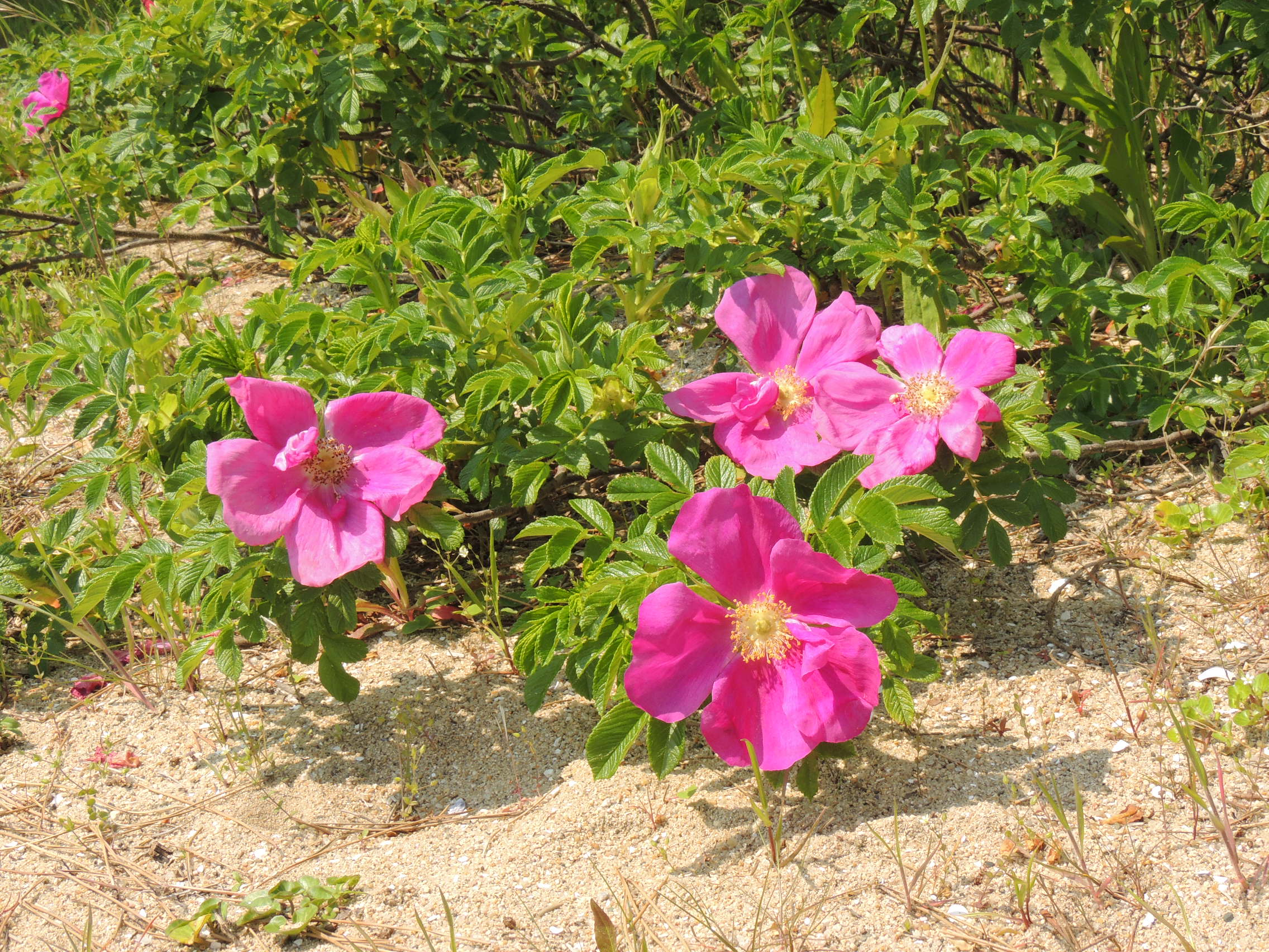 4月 ハマナス花